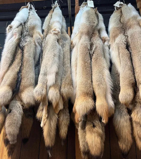 Coyote Fur