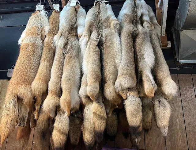 Coyote Fur