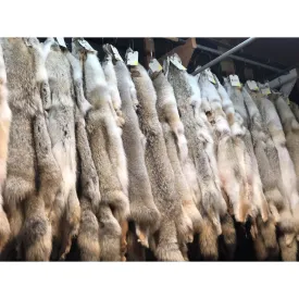 Coyote Fur