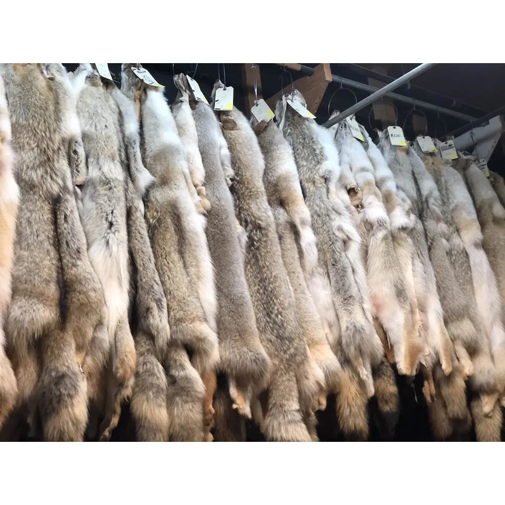 Coyote Fur