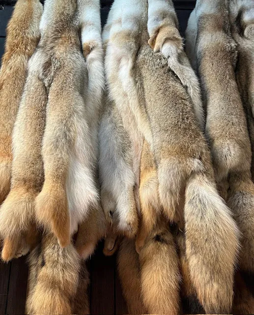 Coyote Fur
